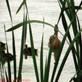 Thumbnail 18 poze galerie Parcul Titan 2007