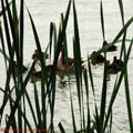 Thumbnail 19 poze galerie Parcul Titan 2007