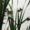 Thumbnail 21 poze galerie Parcul Titan 2007