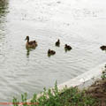 Thumbnail 24 poze galerie Parcul Titan 2007