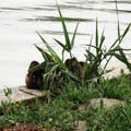 Thumbnail 31 poze galerie Parcul Titan 2007