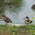 Thumbnail 40 poze galerie Parcul Titan 2007