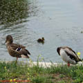 Thumbnail 45 poze galerie Parcul Titan 2007