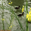 Thumbnail 48 poze galerie Parcul Titan 2007