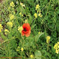 Thumbnail 70 poze galerie Parcul Titan 2007