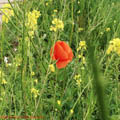 Thumbnail 71 poze galerie Parcul Titan 2007