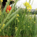 Thumbnail 72 poze galerie Parcul Titan 2007