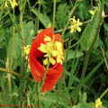 Thumbnail 73 poze galerie Parcul Titan 2007