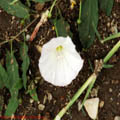 Thumbnail 74 poze galerie Parcul Titan 2007