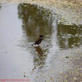 Thumbnail 88 poze galerie Parcul Titan 2007