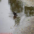 Thumbnail 89 poze galerie Parcul Titan 2007