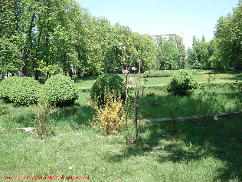 Flori magnolie Gradina Botanica 2007