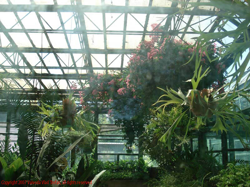 Flori Gradina Botanica 2007