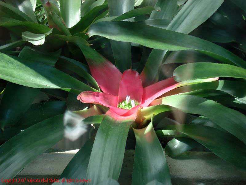 Flori Gradina Botanica 2007