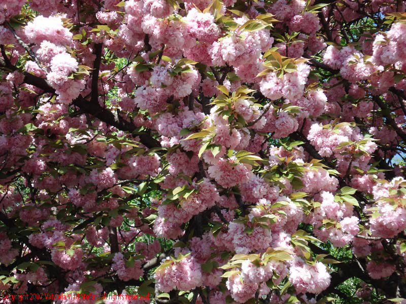 Flori Gradina Botanica 2007