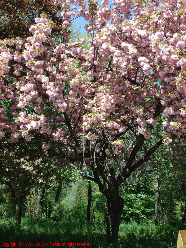 Flori Gradina Botanica 2007
