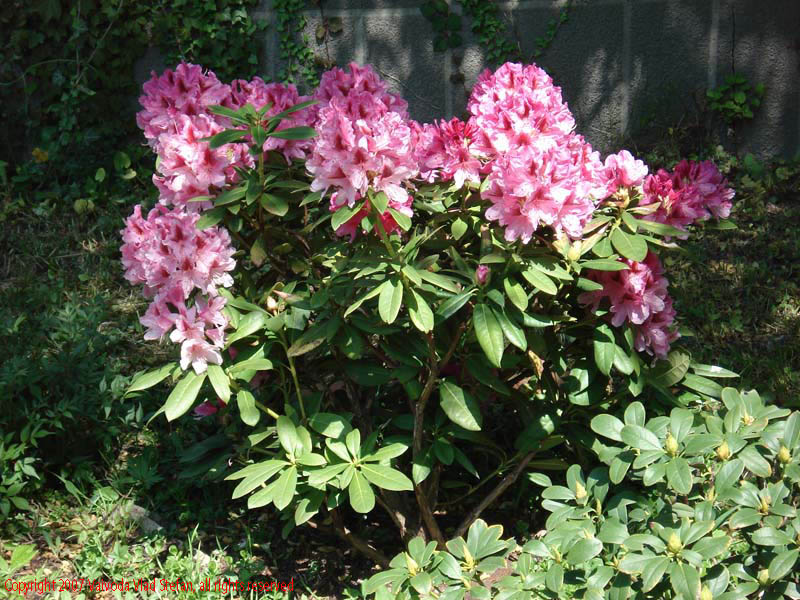 Flori Gradina Botanica 2007