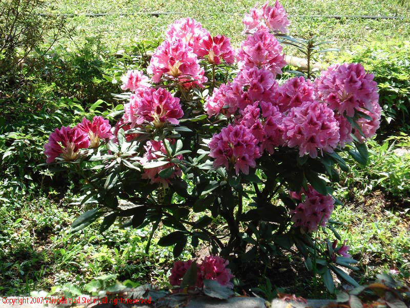 Flori Gradina Botanica 2007