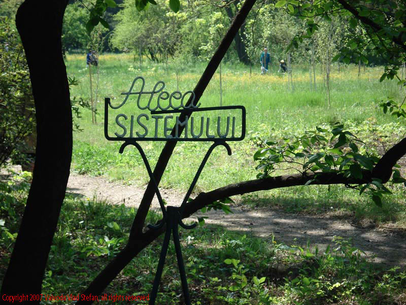 Aleea Sistemului Gradina Botanica 2007