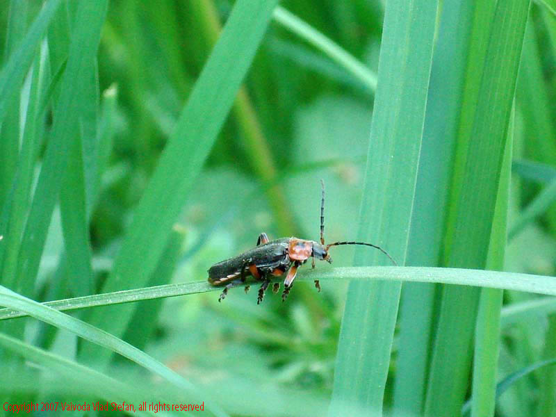 Insecta in Gradina Botanica 2007