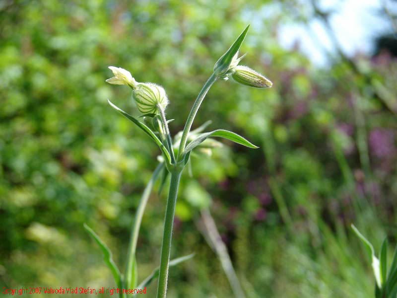 Flori Gradina Botanica 2007