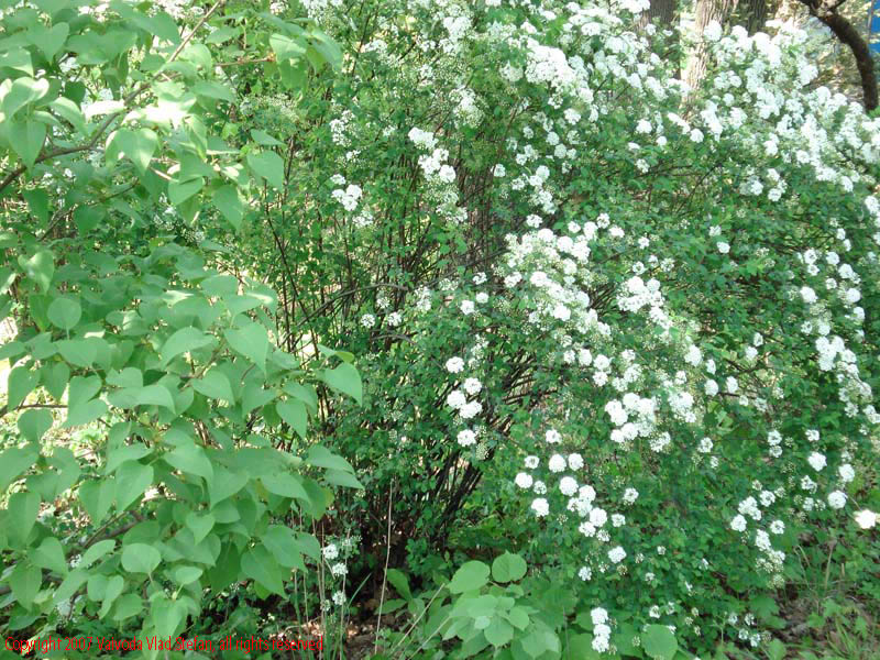 Flori Gradina Botanica 2007