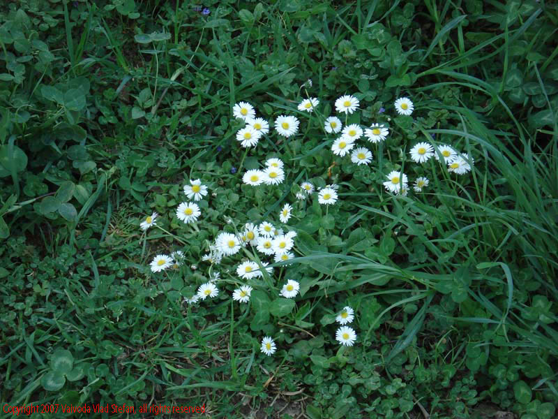 Flori Gradina Botanica 2007