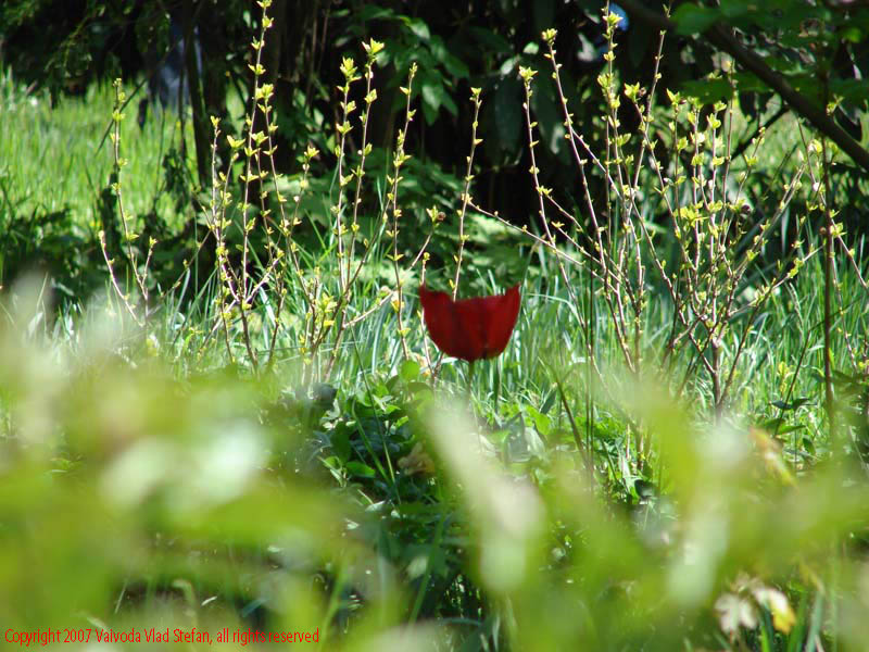 Flori Gradina Botanica 2007