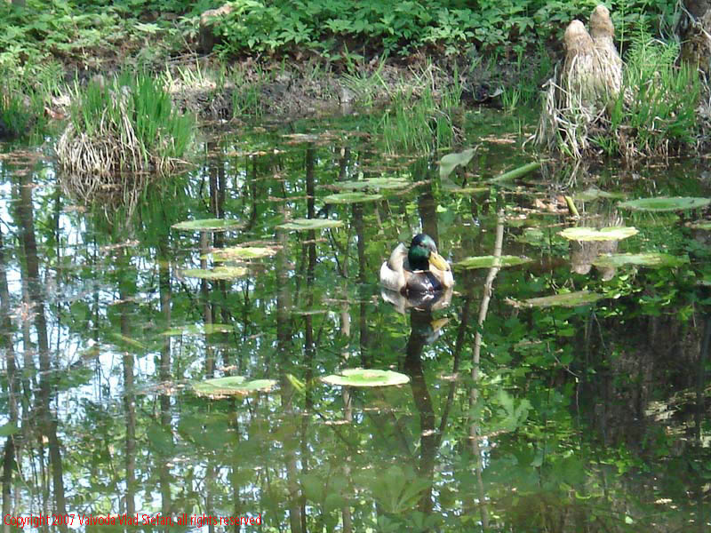 Rate lac Gradina Botanica 2007