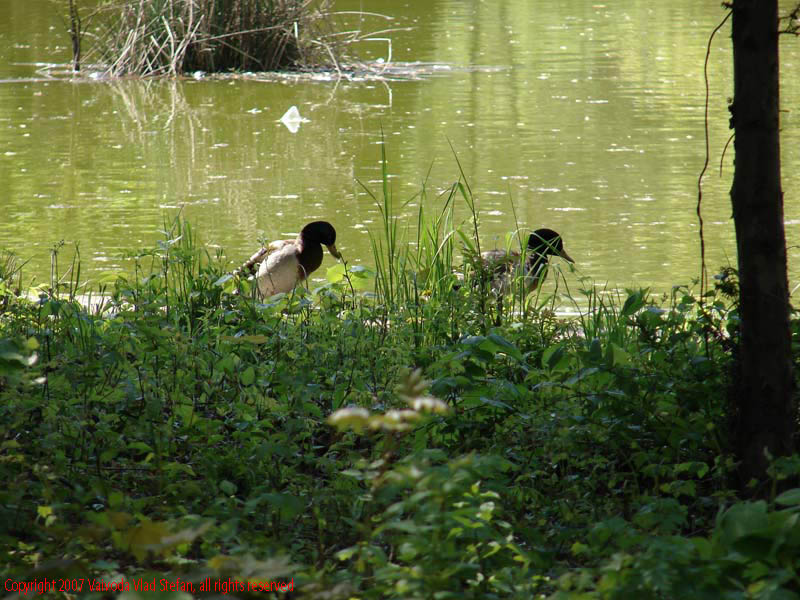 Rate lac Gradina Botanica 2007