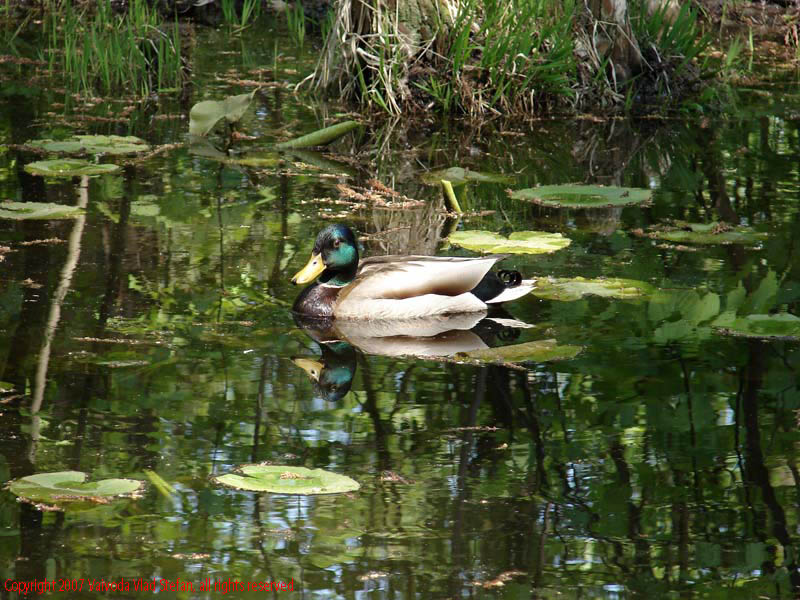 Rate lac Gradina Botanica 2007