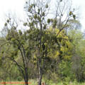 Thumbnail 6 poze galerie gradina Botanica 2007