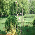 Thumbnail 8 poze galerie gradina Botanica 2007