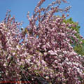 Thumbnail 14 poze galerie gradina Botanica 2007