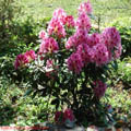 Thumbnail 18poze galerie gradina Botanica 2007