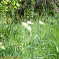 Thumbnail 27 poze galerie gradina Botanica 2007