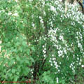 Thumbnail 28 poze galerie gradina Botanica 2007