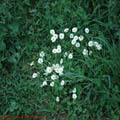 Thumbnail 29 poze galerie gradina Botanica 2007