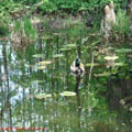 Thumbnail 34 poze galerie gradina Botanica 2007
