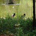 Thumbnail 35 poze galerie gradina Botanica 2007