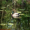 Thumbnail 37 poze galerie gradina Botanica 2007