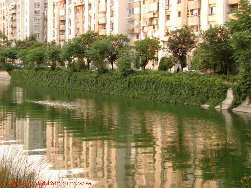 Vaivoda Vlad Stefan fotograf in Romania mail copaci boscheti inverzit verde reflexii Dambovita Splaiul Unirii 2007 Bucuresti