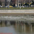 thumbnail poze galerie Splaiul Independentei si Unirii 2007