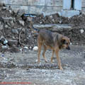 thumbnail 5 poza galerie Calea Serban Voda Eroii Revolutiei Bucuresti 2007