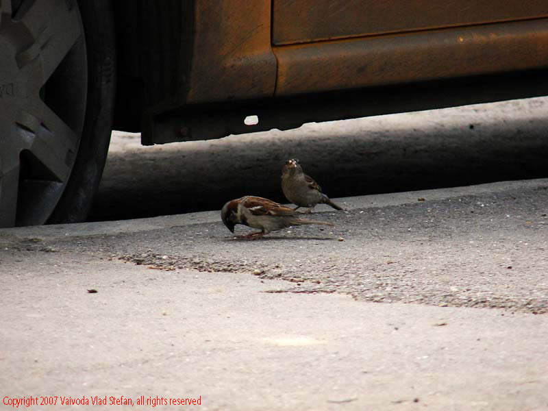 Vaivoda Vlad fotograf in Romania Foisorul de Foc pasare vrabie trotuar taxi roata auto masina 2007