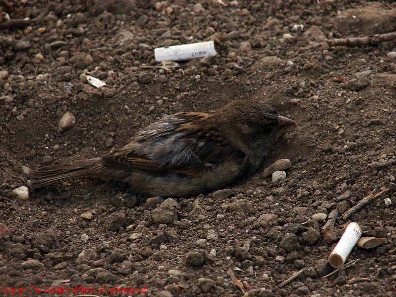 Vaivoda Vlad Stefan fotograf in Romania vrabie pasare pamant baie chistoace Foisorul de Foc Bucuresti 2007