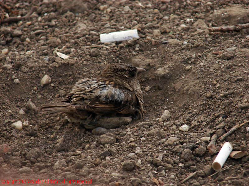 Vaivoda Vlad Stefan fotograf in Romania vrabie pasare scaldat pamant baie chistoace Foisorul de Foc Bucuresti 2007