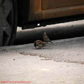 thumbnail imagini 4 galerie Nerva Traian Foisorul de Foc 2007