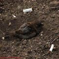 thumbnail imagini 6 galerie Nerva Traian Foisorul de Foc 2007