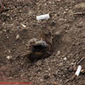 thumbnail imagini 7 galerie Nerva Traian Foisorul de Foc 2007